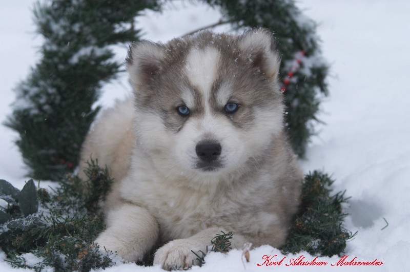 Fred ~8 weeks~