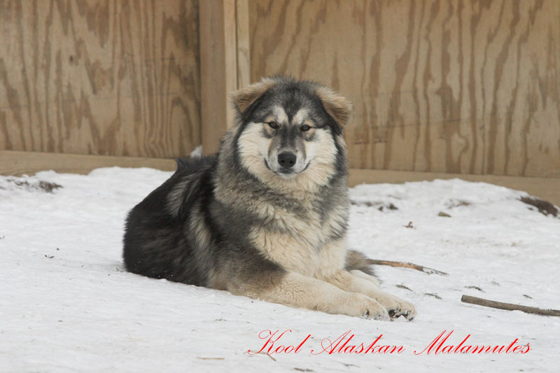 Wolf 8.5 months